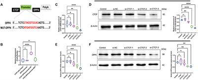 Gardenoside Hinders Caspase-1-Mediated Hepatocyte Pyroptosis Through the CTCF/DPP4 Signaling Pathway